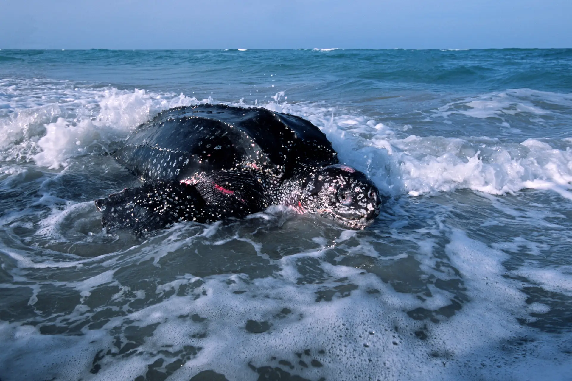Uma fêmea adulta num raro momento de nidificação diurna, na Flórida, no Oceano Atlântico