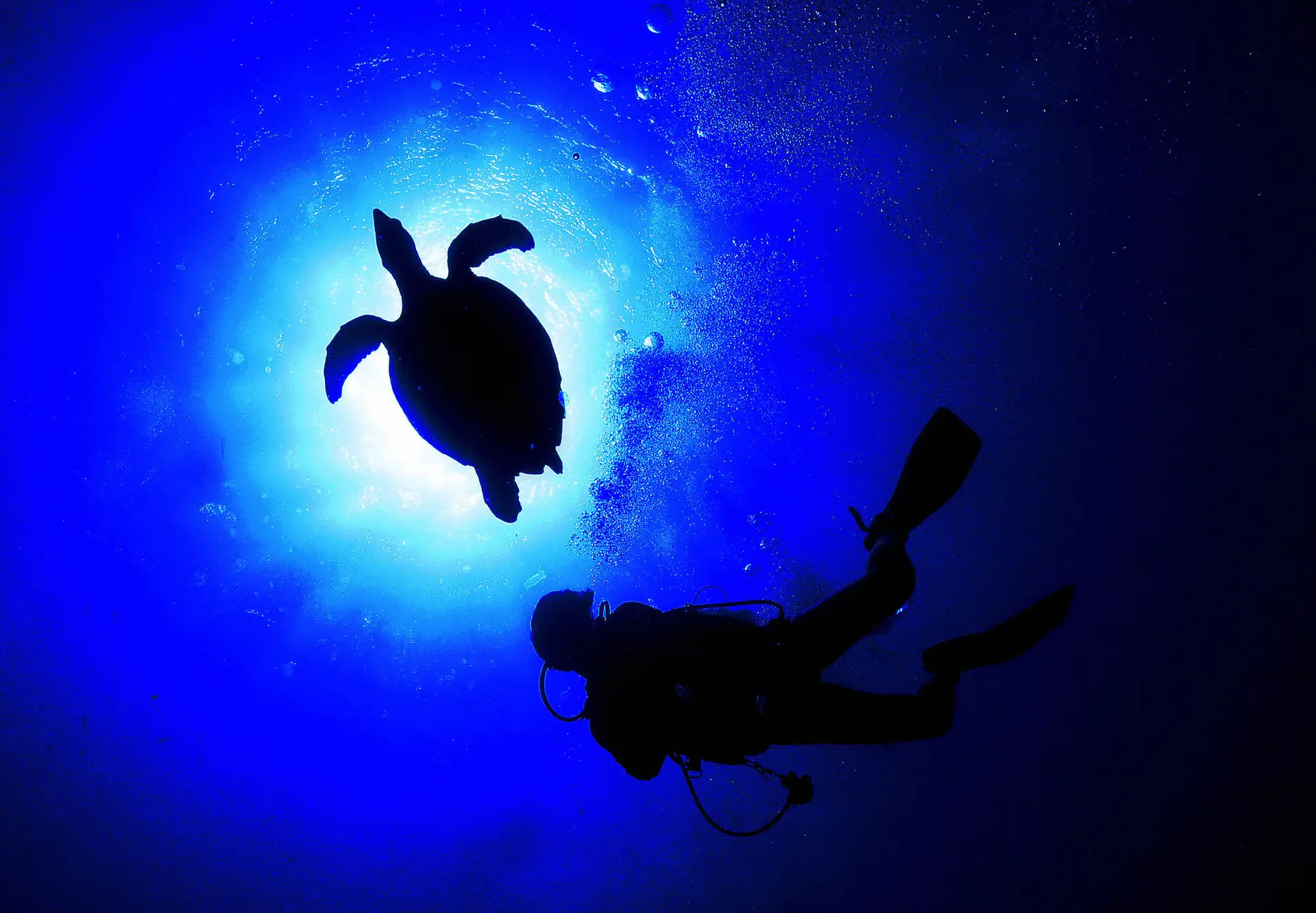 Peritos alertam para a necessidade de preservação da biodiversidade dos oceanos