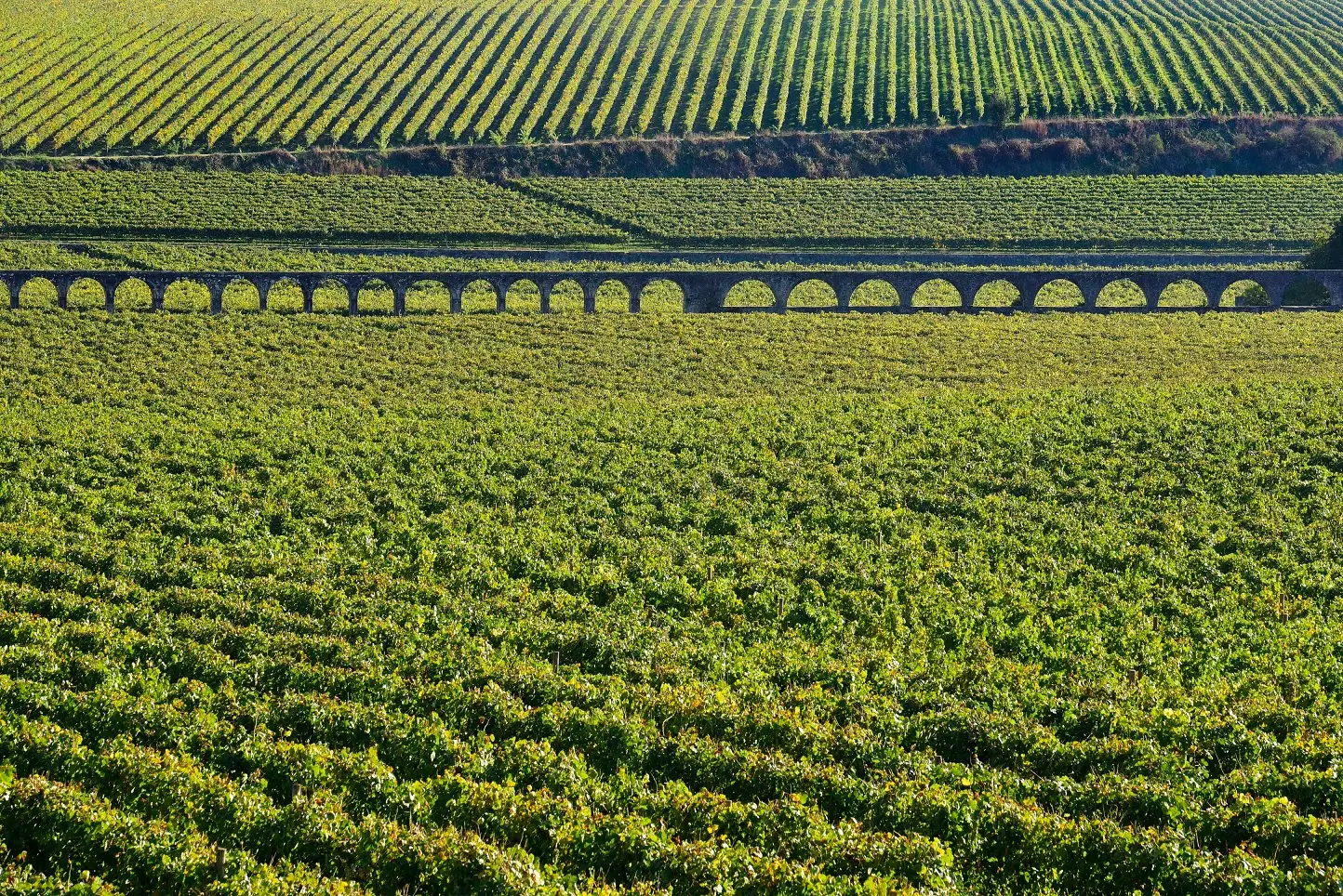 “Depois de 45 dias de confinamento, há vinhos maravilhosos para descobrir”: Vinho Verde aposta tudo no ataque ao desconfinamento
