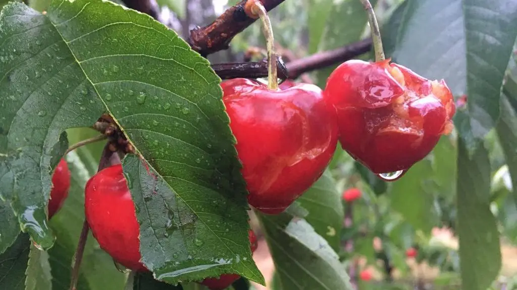 Uma hora de devastação arrasa agricultura na Beira Interior por dois anos