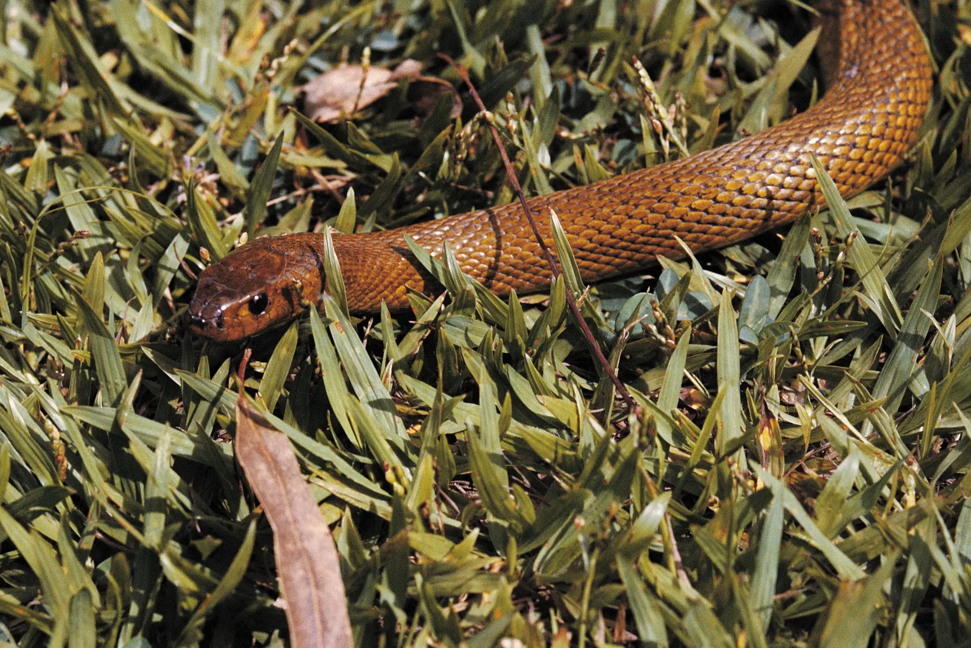 Australiana chama resgate para capturar cobra de borracha