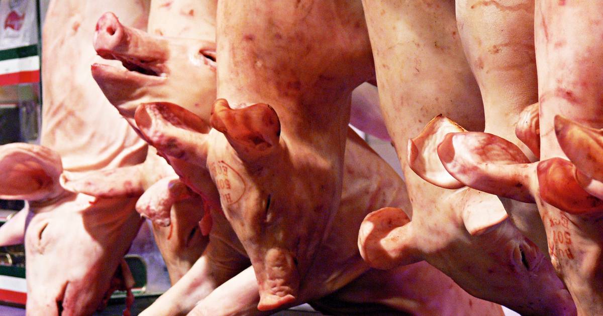Abate clandestino: ASAE apreende 6,6 toneladas de carne na área de Lisboa