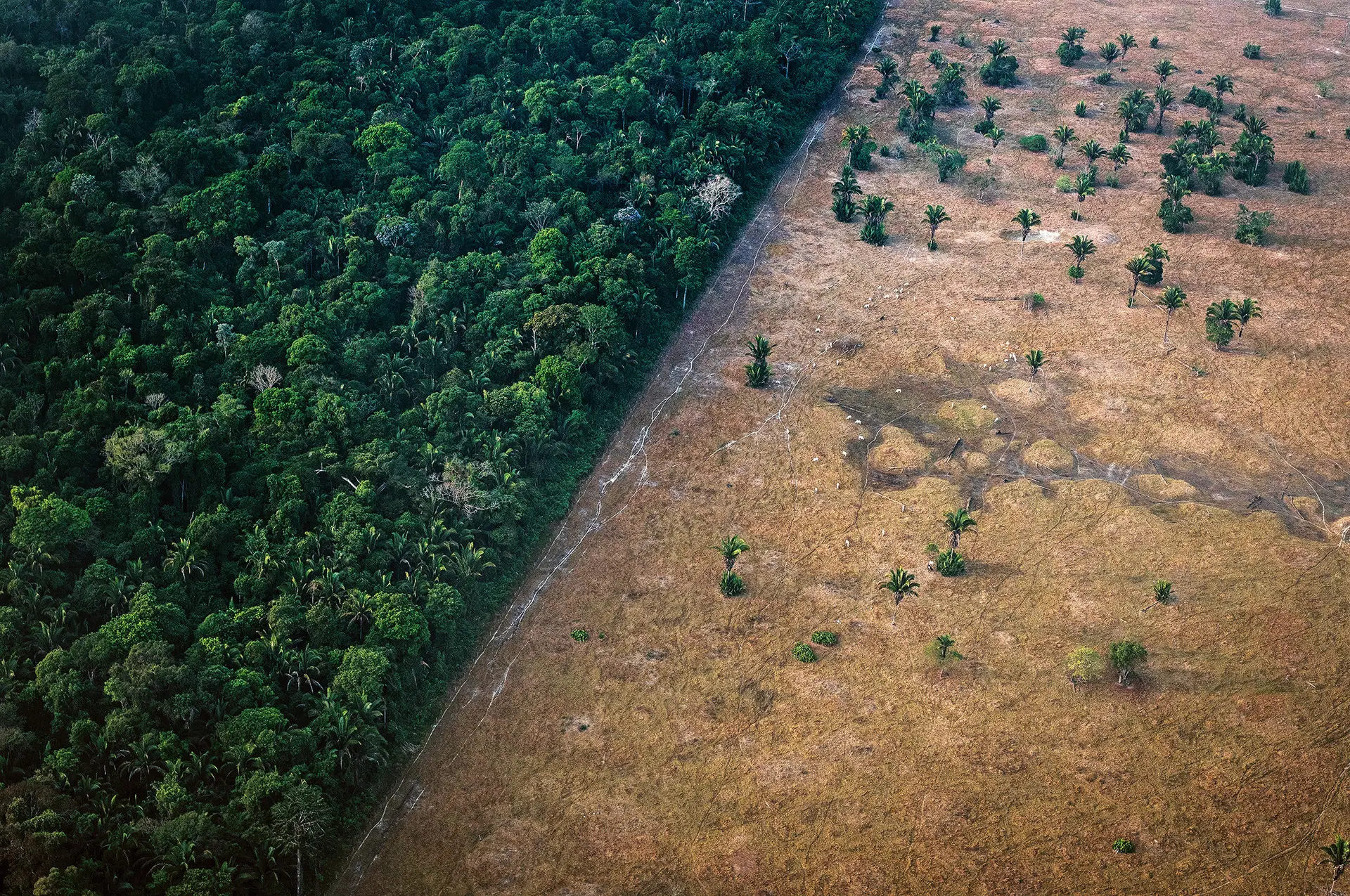 Amazónia: sem o reconhecimento jurídico do Sistema Terrestre, o trabalho intangível vital da floresta é invisível na economia e só através da sua destruição é possível criar riqueza nos países da região
