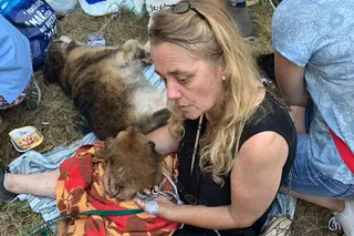 Relatos de duas mulheres que salvaram animais em Santo Tirso: “Parecia um cenário meio apocalíptico. De guerra, mas com cães”