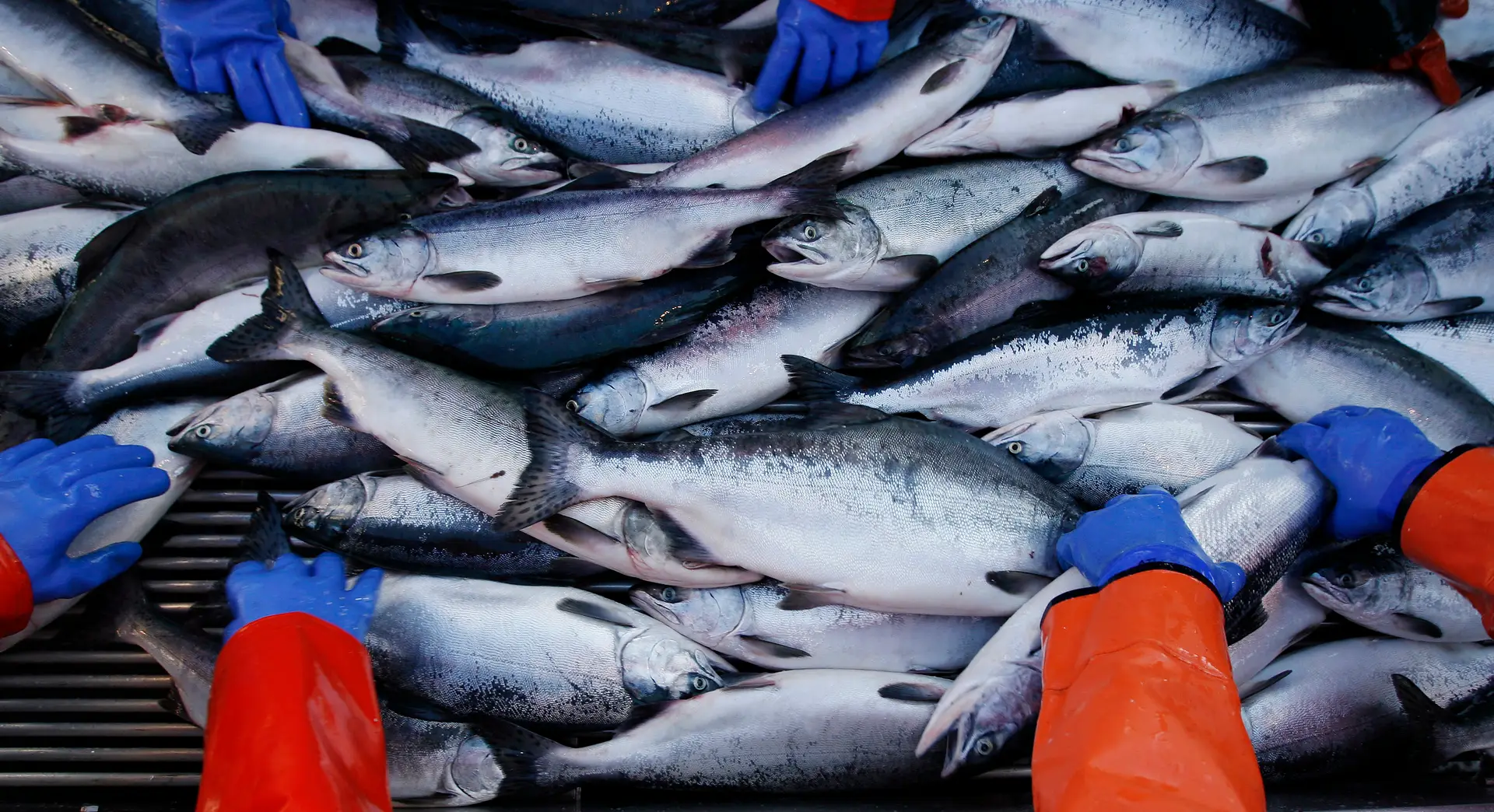 Bruxelas propõe apenas 3 euros para compensar o sector das pescas português pelo Brexit