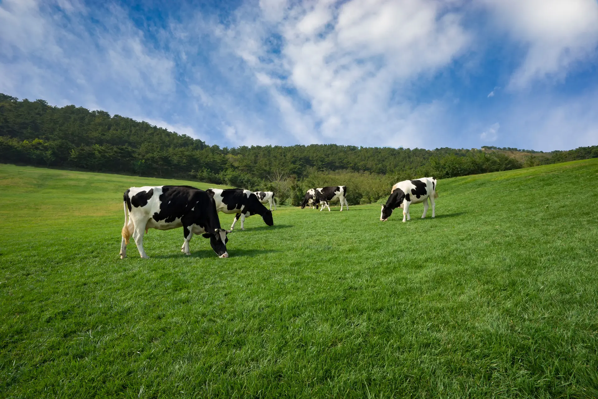 Nova Zelândia quer taxar emissões de metano de vacas e ovelhas