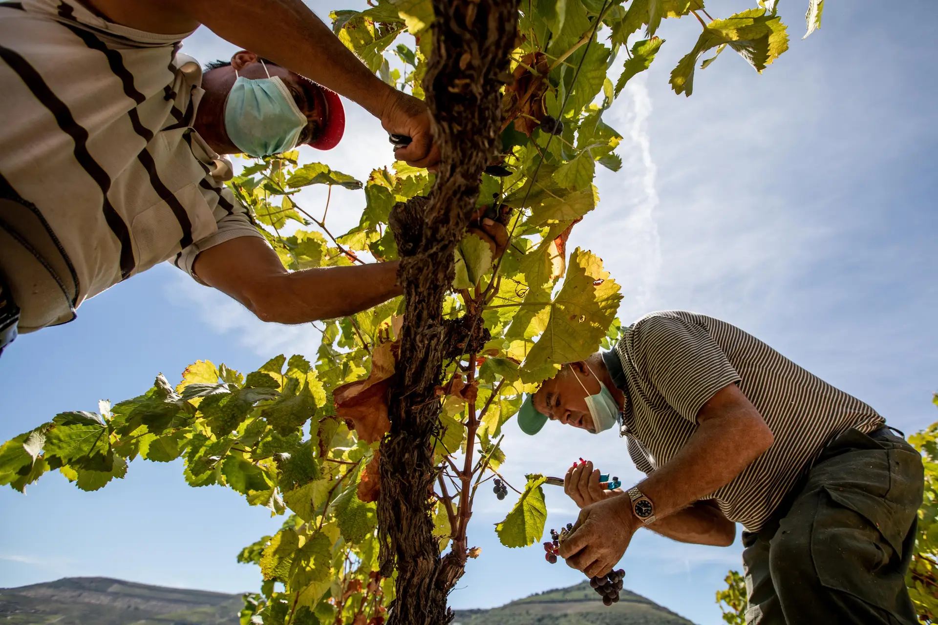 Vinho do Porto. Mesmo a perder €3 milhões por ano, sector brinda à “trajetória certa”