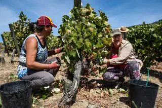 Vinhos portugueses já celebram recorde na exportação