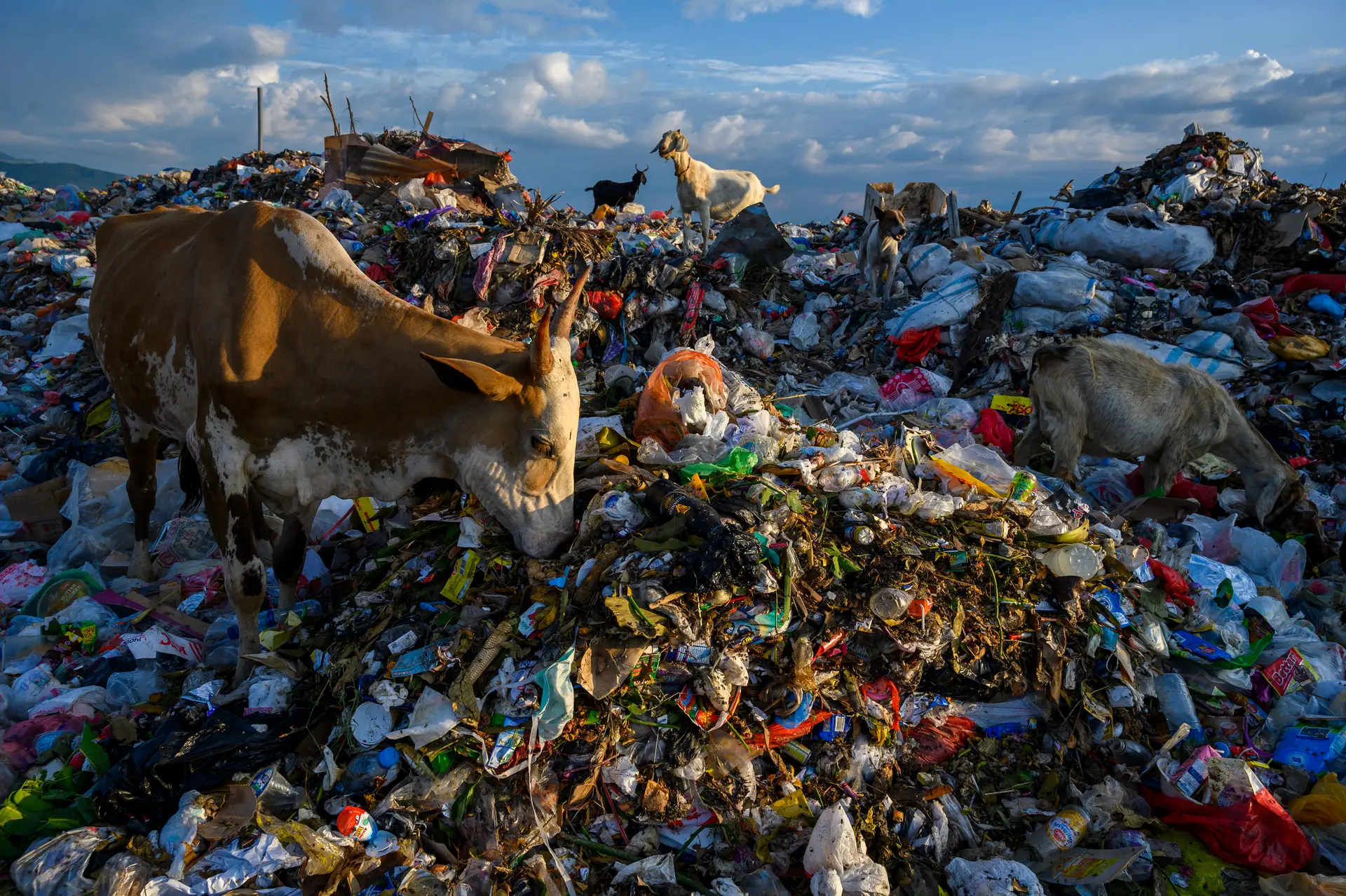 WWF denuncia desperdício alimentar enquanto 820 milhões de pessoas passam fome