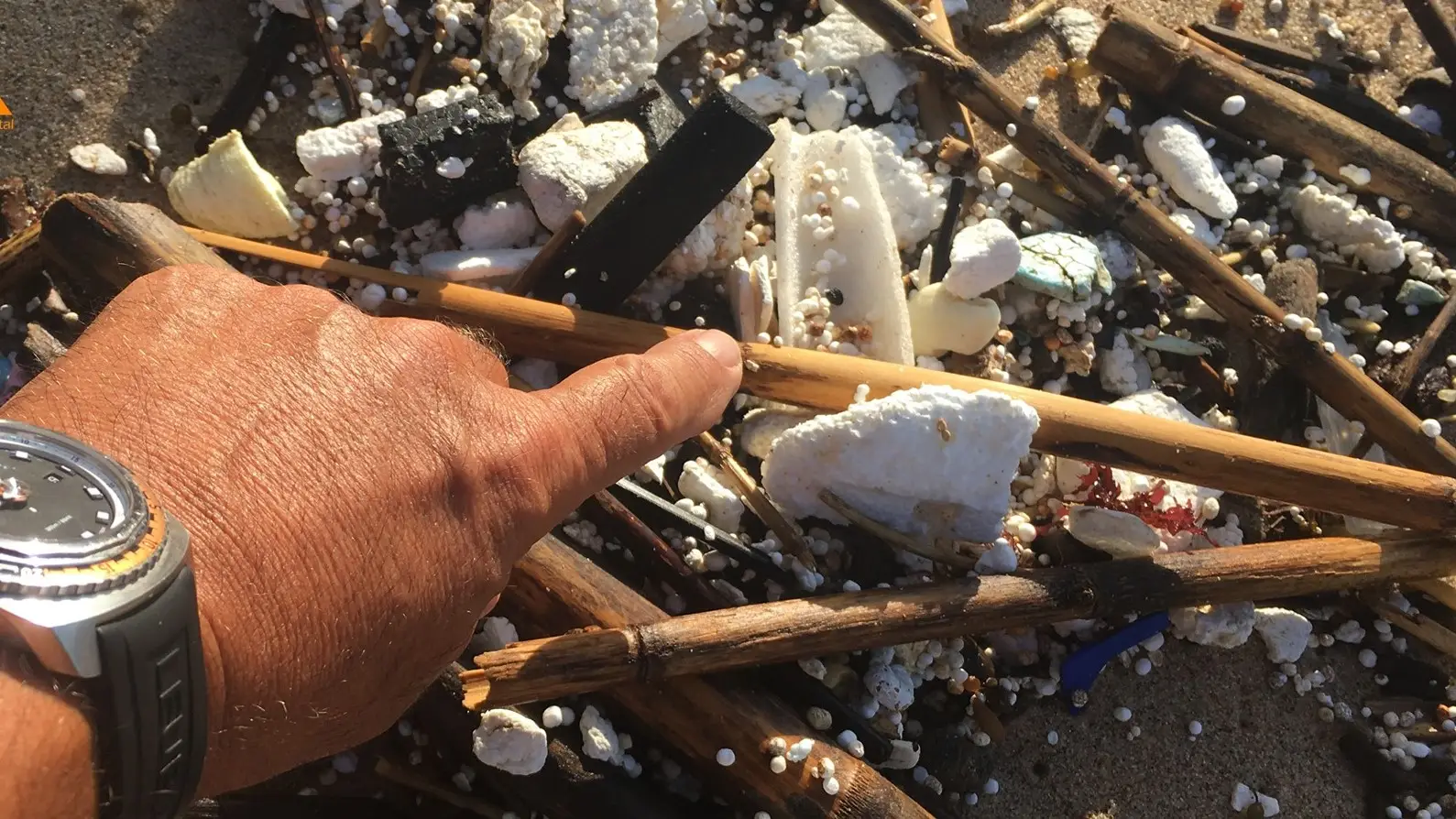 Ação de limpeza do mar em Cascais: o lixo que quase não se vê é tanto que se torna “chocante”