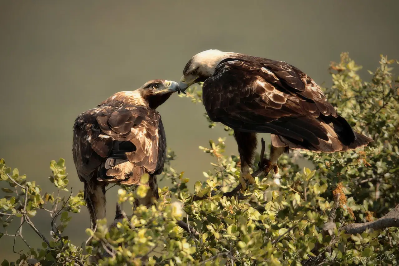 Apenas 2% do Fundo Ambiental serviu a conservação da natureza nos últimos quatro anos