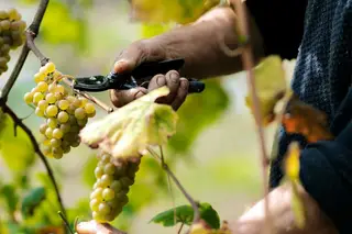 Las uvas ya están llegando a la almazara.  La cosecha promete ser buena, pero San Pedro aún tiene voz