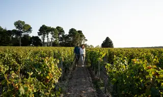 As vinhas no Chatêaux Smith Haut Lafitte, na região de Bordéus, dão mais do que vinho