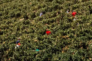 Vino.  La cosecha promete repetirse 