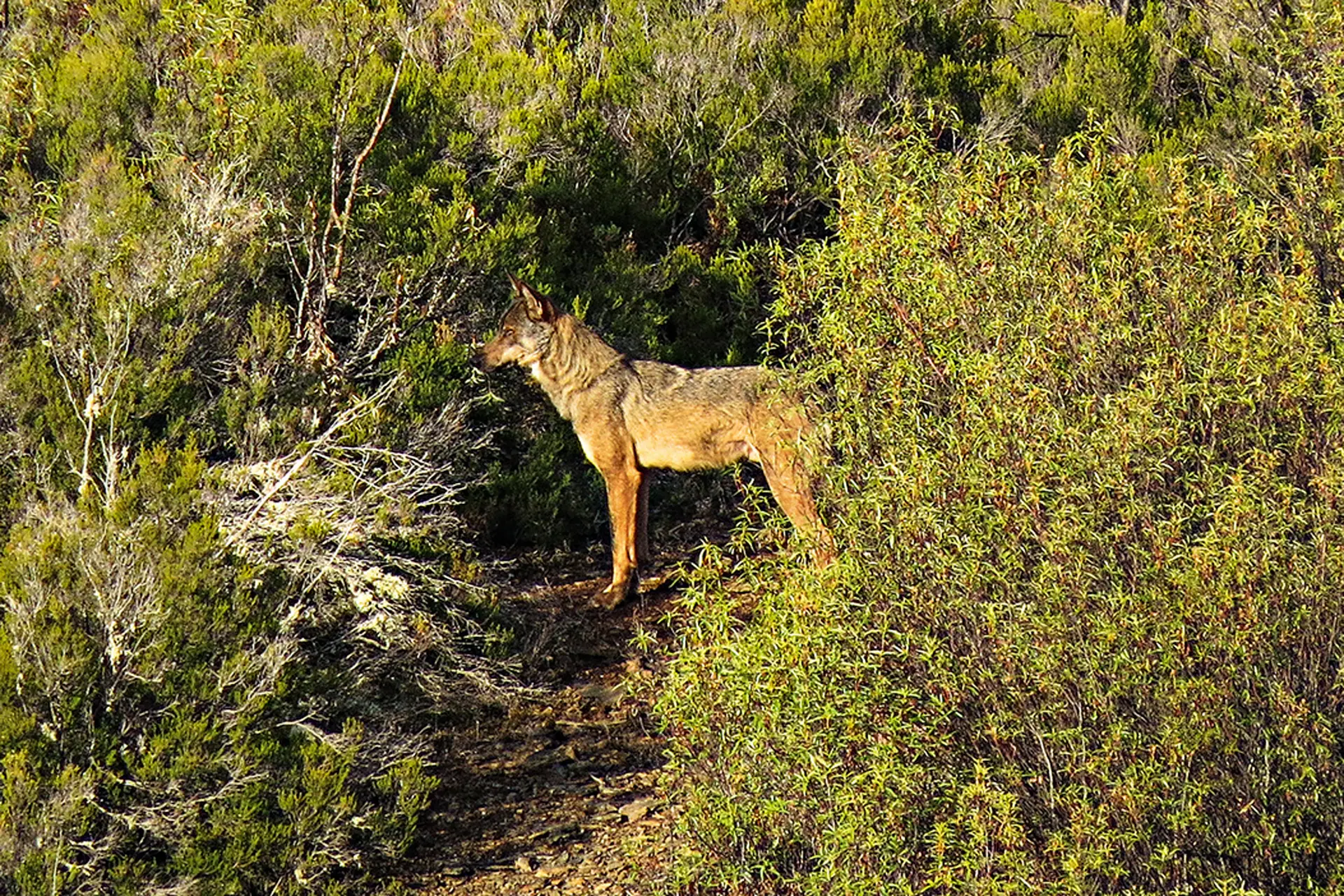 Lobo adulto, de olho num grupo de veados, no coração do Parque Natural de Montesinho
