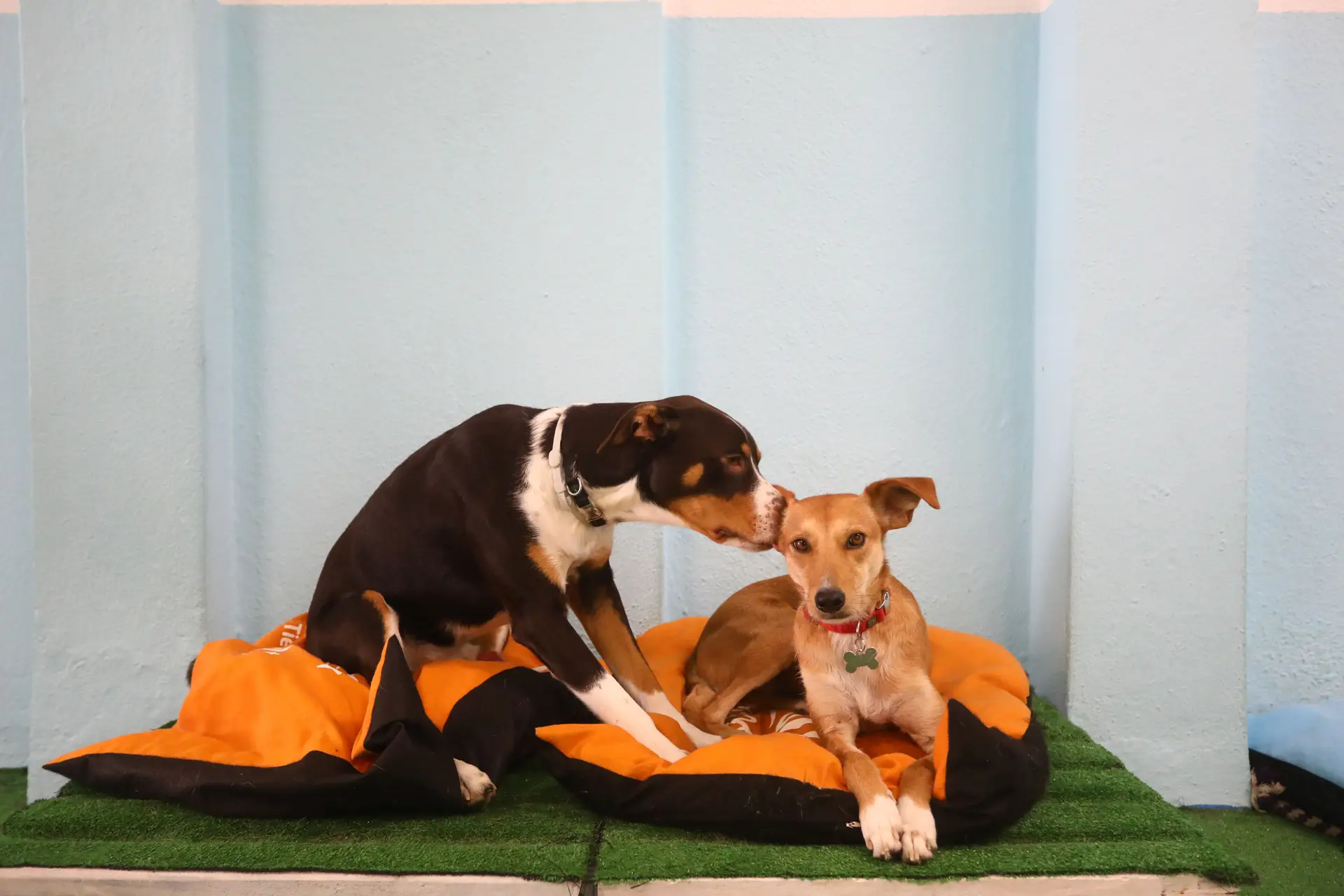 Covid-19. Saiba o que fazer para proteger cães e gatos de estimação