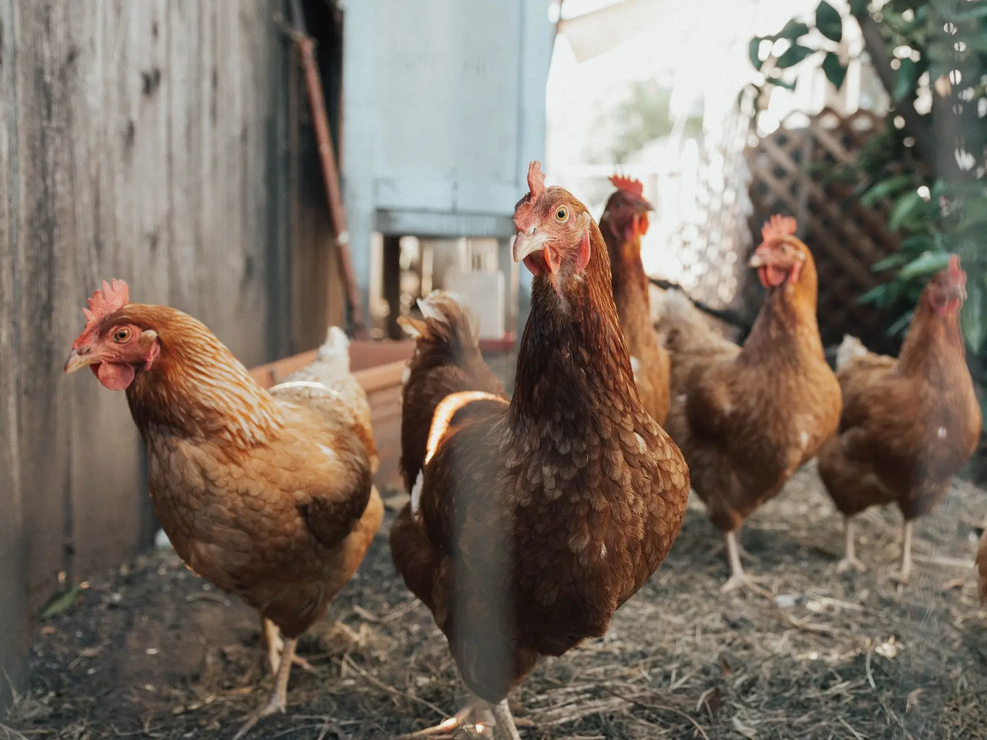 França deteta segundo surto de gripe das aves