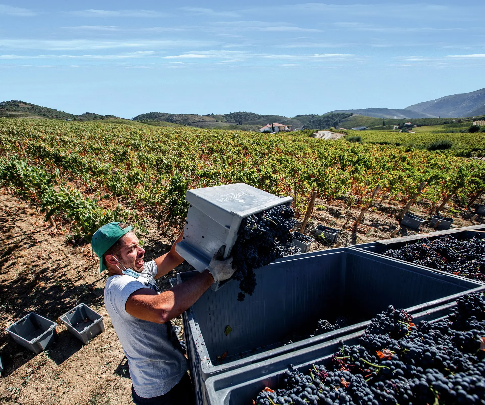 O sector do vinho recuperou no terceiro trimestre do ano e espera bater um recorde na frente externa em 2020