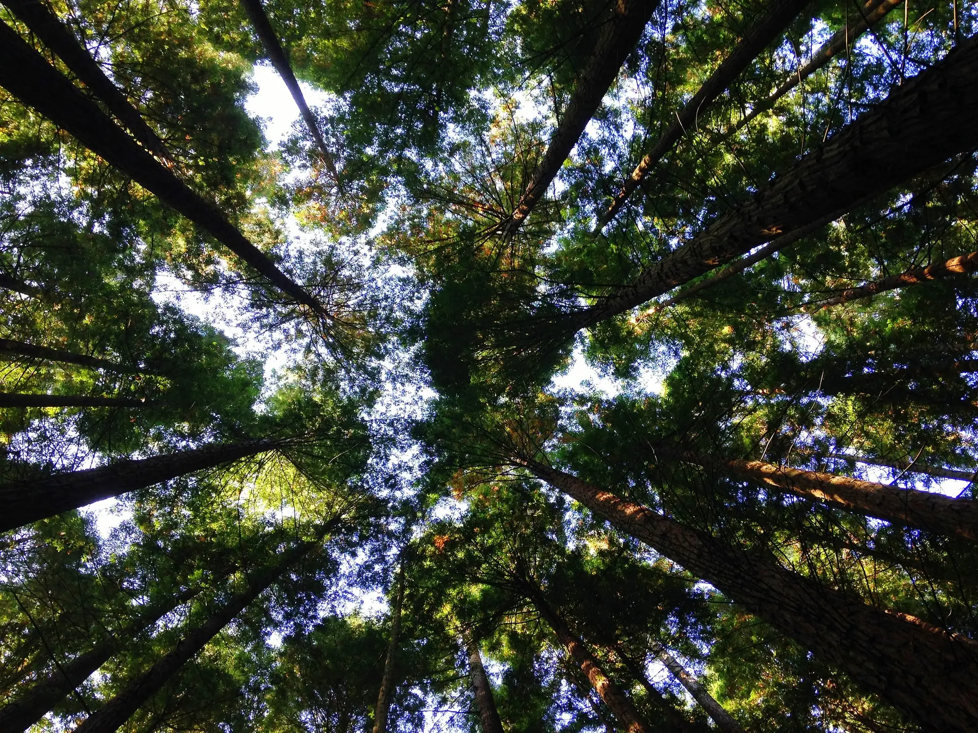 Para a floresta vão 615 milhões de euros do PRR