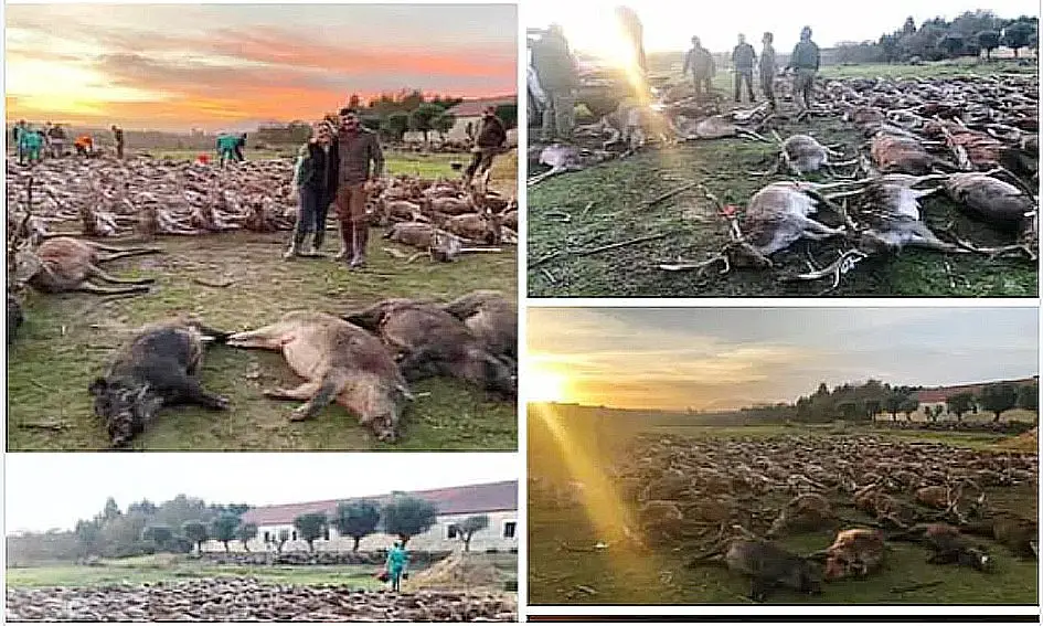 Herdade da Torre Bela faz queixa-crime contra caçadores espanhóis que abateram 540 animais (e entregou novas informações)