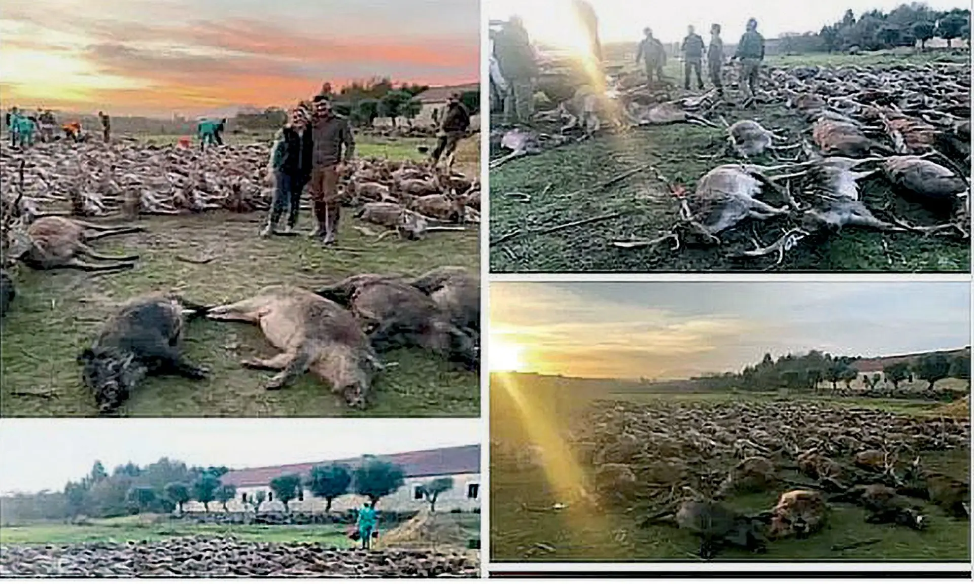 Caçadores espanhóis mataram mais de mil animais