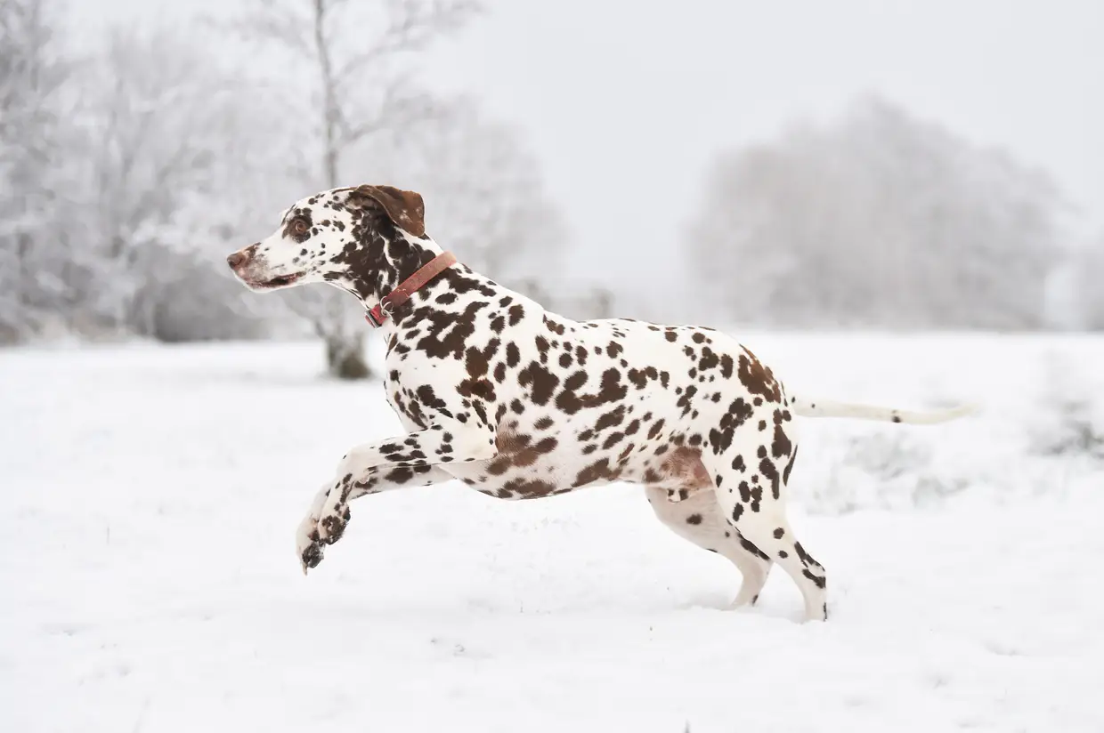 Em Newcastle, Inglaterra, um cão dálmata aproveita como pode a neve no Apedale Community Country Park