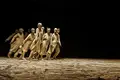 O que aí vem — Dança