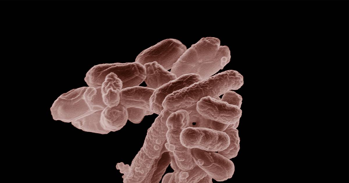 Um em cada 10 doentes internados contrai infeções no hospital: como as bactérias voltaram em força depois da pandemia
