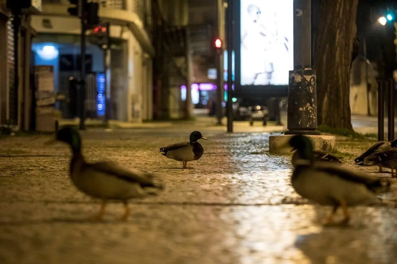 Com o confinamento, os patos do Jardim Gulbenkian saem à procura de alimento em Lisboa. Mas é “errado” que os humanos os alimentem