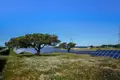 Como os “pais” das fotovoltaicas sem subsídios criaram uma carteira de €350 milhões 