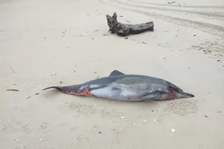 Há cada vez mais animais a dar à costa em Portugal e as redes de pesca são o grande responsável