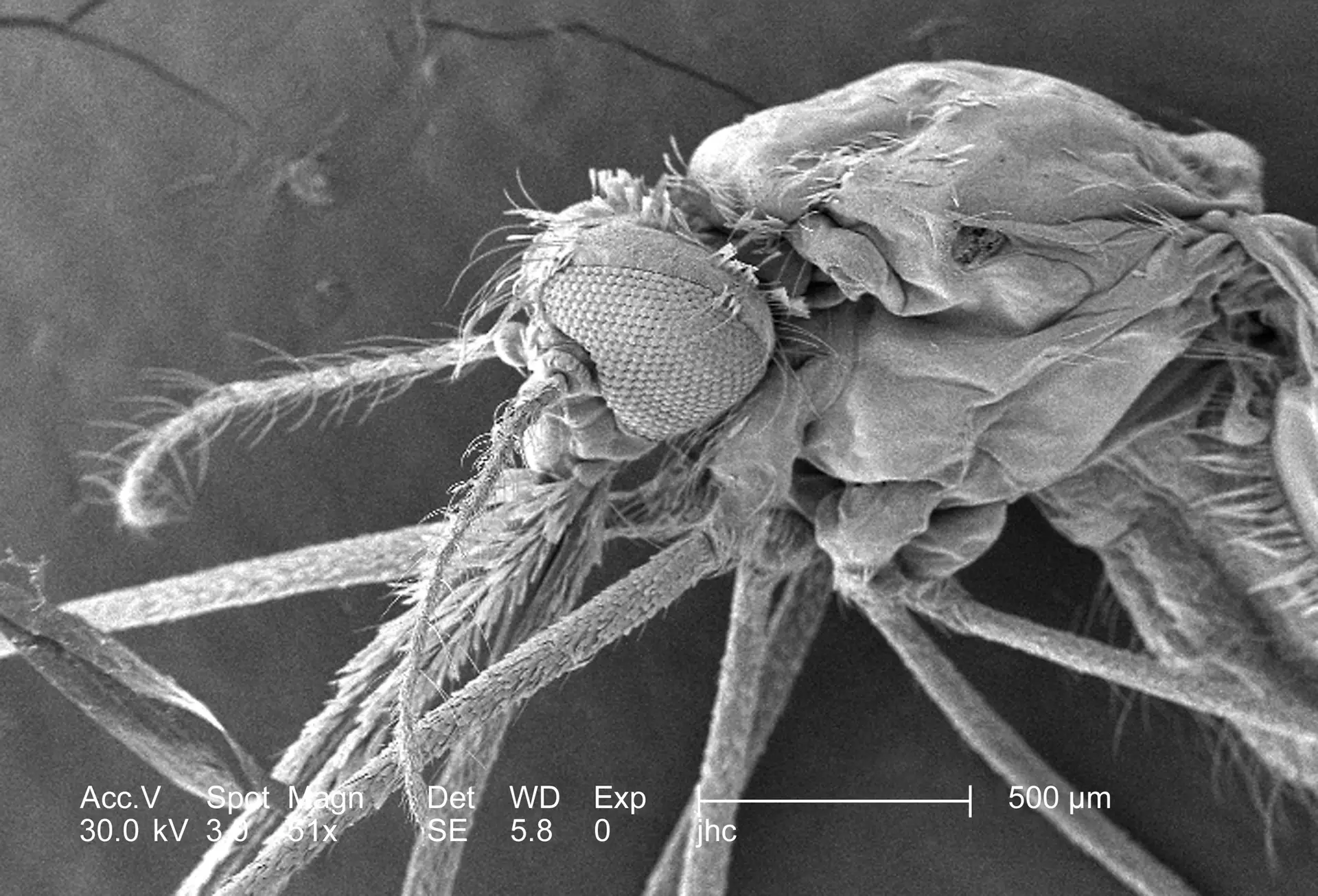 Cientistas alteraram genes de um mosquito para disseminar genes antimaláricos