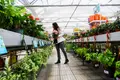 Plantas já não chegam para tanta procura