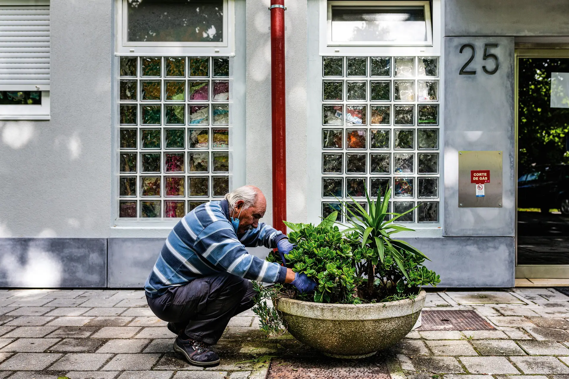 António Oliveira, de 66 anos, cuida dos vasos que a Câmara de Aveiro instalou no Bairro Santiago e plantou catos junto aos contentores do lixo