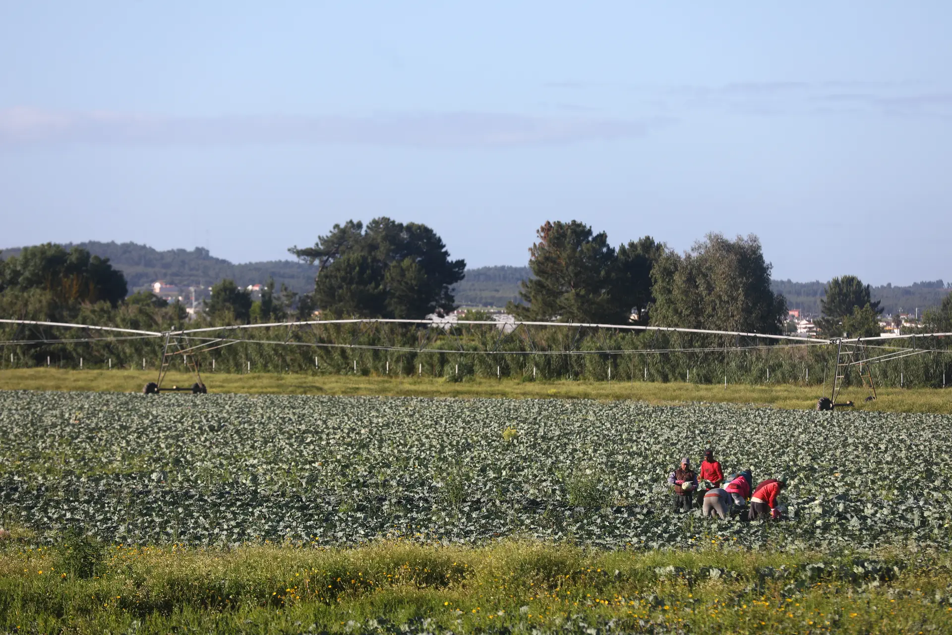 Exploração agrícola no Ribatejo