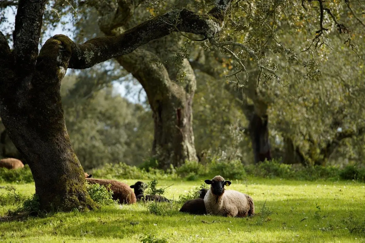 Nova PAC está aprovada. Há mais dinheiro para a agricultura portuguesa