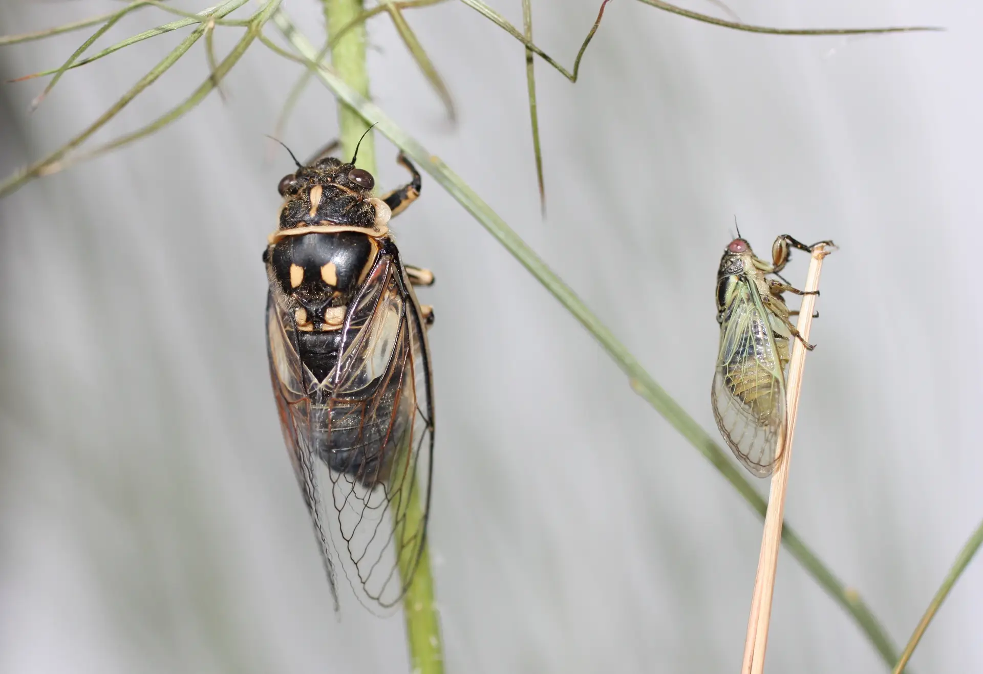 Cegarregão-abelhudo (à esquerda) e cigarra-verde-do-Alentejo (à esquerda), duas das espécies raras de cigarras que existem em Portugal
