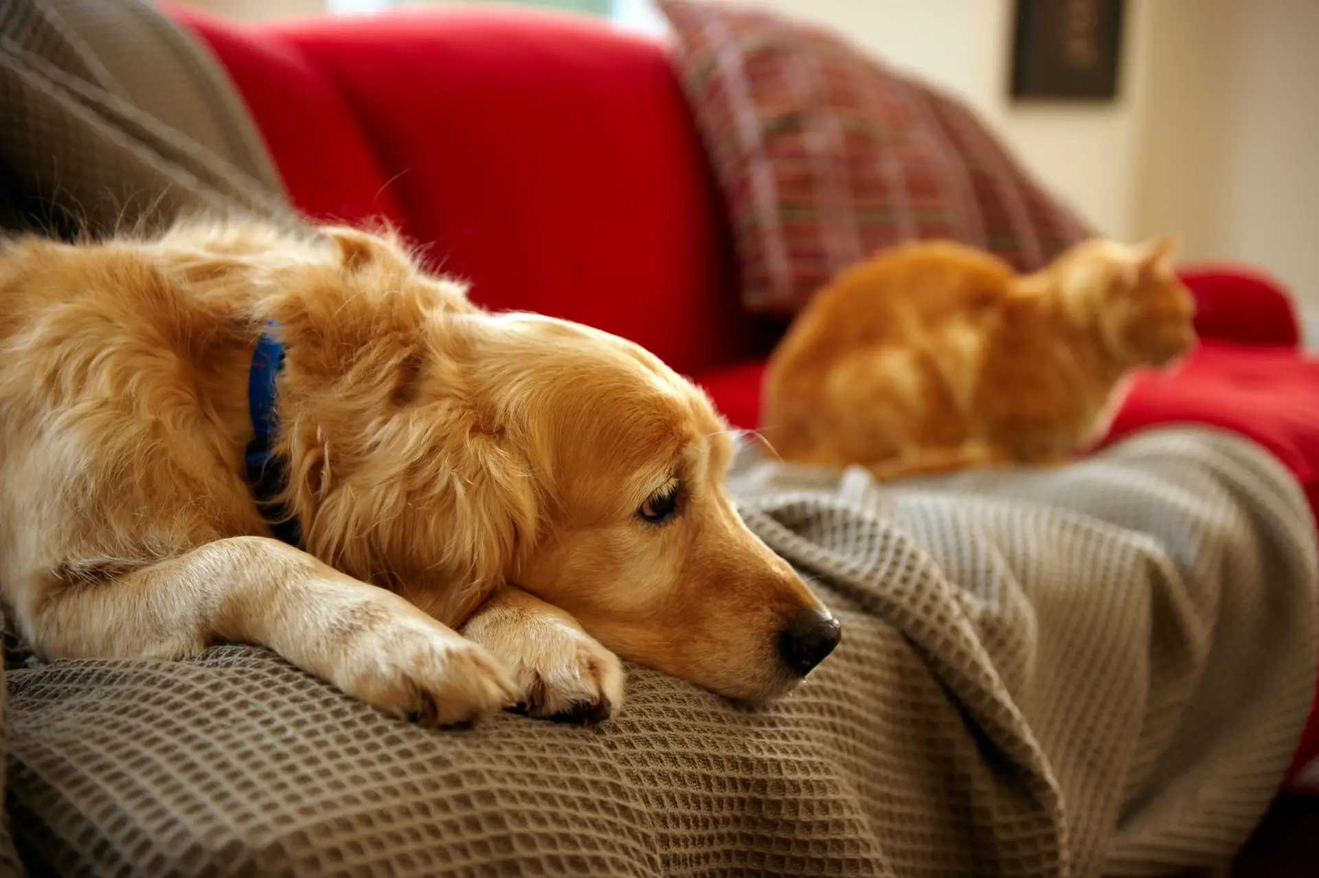 Provedor dos Animais de Lisboa recomenda que cuidados de saúde gratuitos a idosos vulneráveis abranjam animais de companhia
