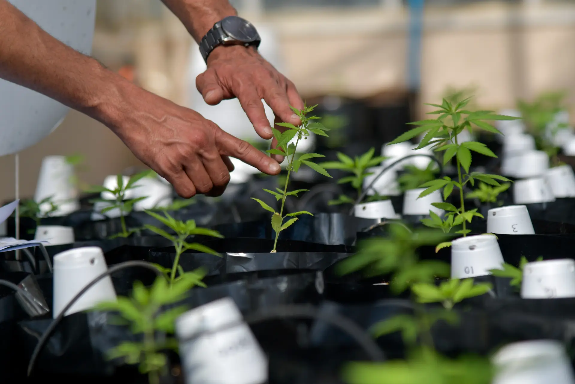 Plantação de canábis