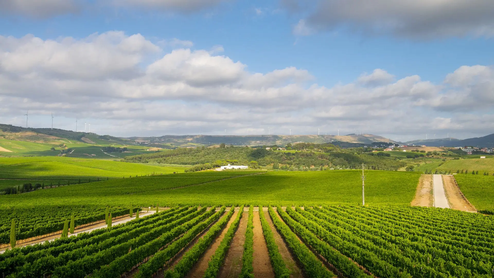 Esta é uma história de vinhos que nasce com o bacalhau. A AdegaMãe faz 10 anos e já chega a 32 países