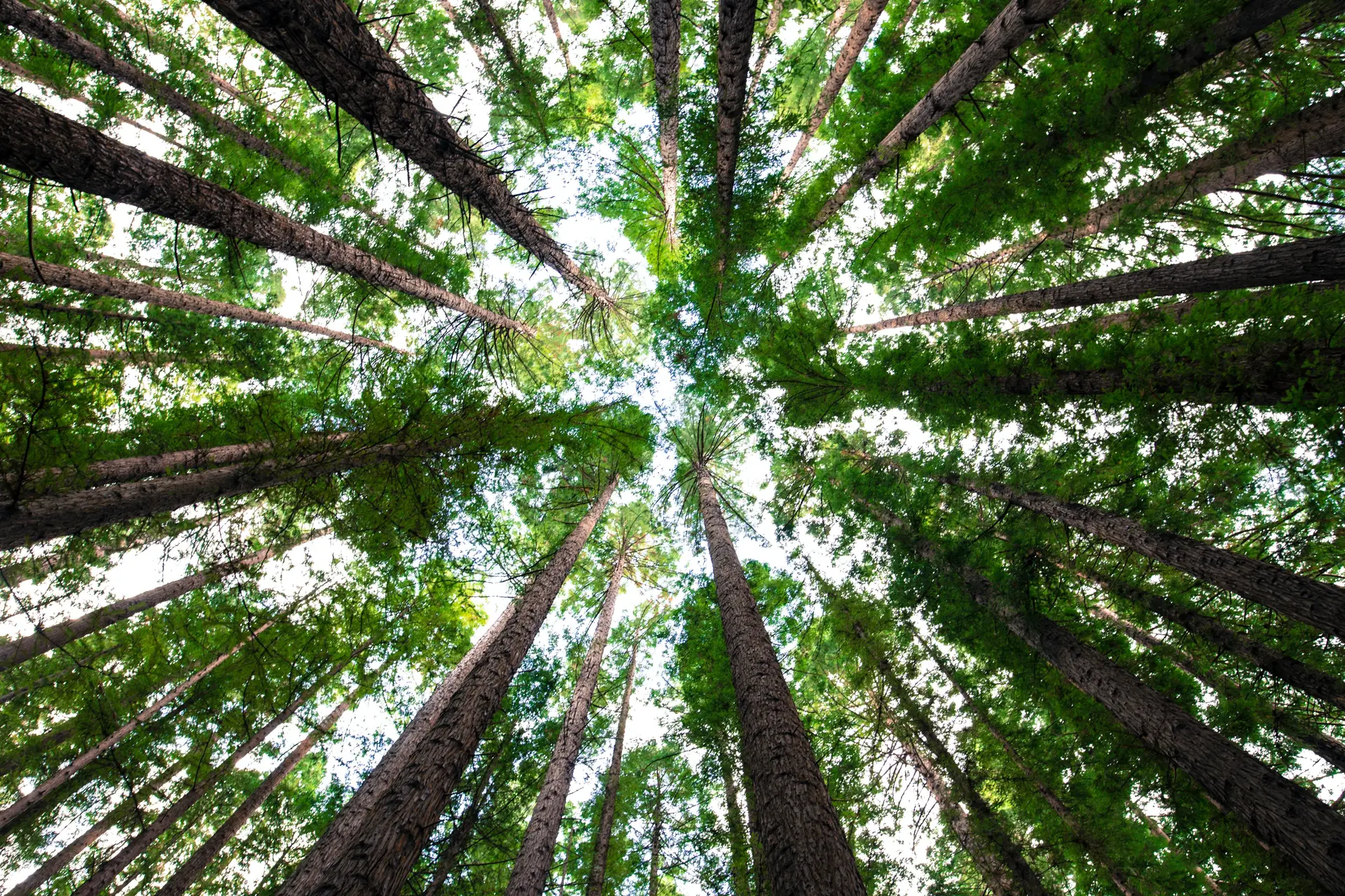 A fotossíntese que gerou vida na Terra começou há pelo menos 3,4 mil milhões de anos, avança estudo do MIT