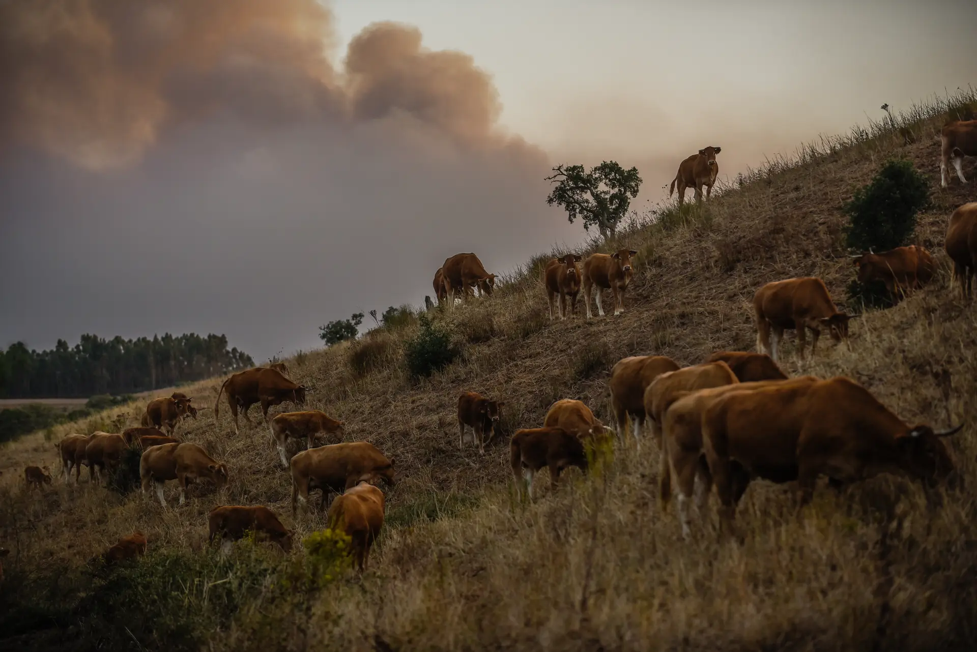Programas de gestão da paisagem são necessários para gerir 1,2 milhões de hectares e torna-los resilientes ao fogo