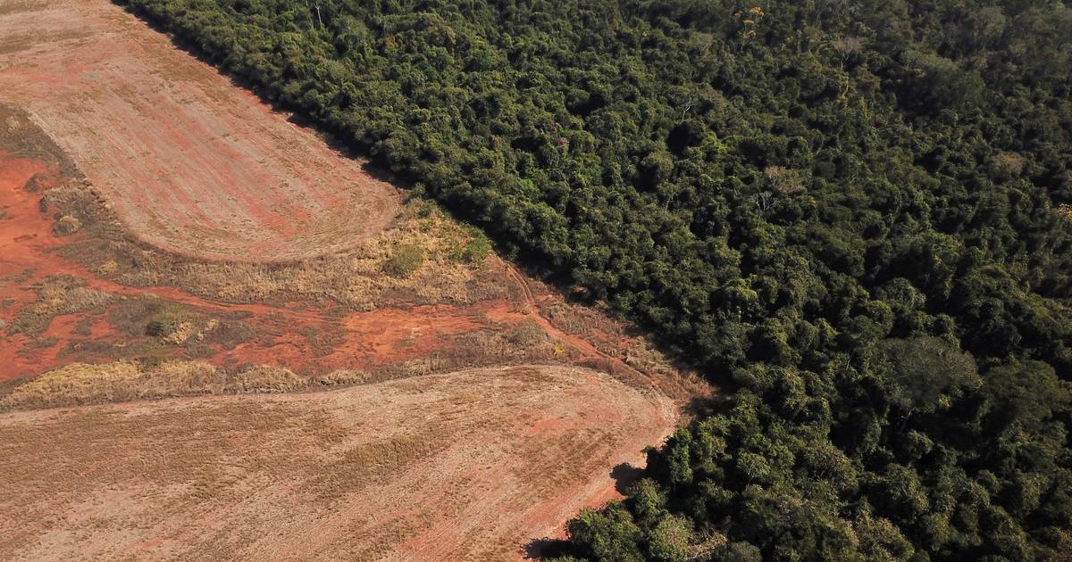Países poderão ser pagos por proteger Florestas Tropicais: Brasil propõe novo fundo para preservar florestas