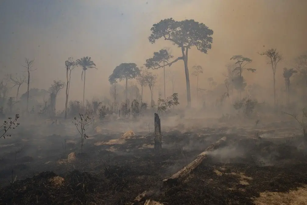 Brasil perdeu 13,1% de vegetação nativa nos últimos 37 anos