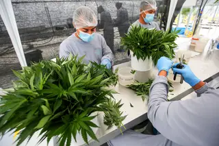 Reportagem. Em Odemira semeia-se o futuro da canábis medicinal