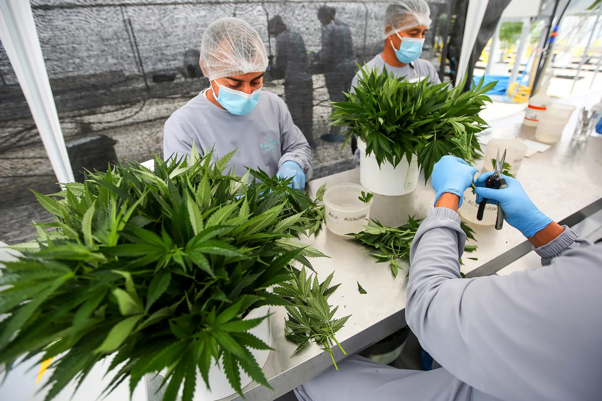 Reportagem. Em Odemira semeia-se o futuro da canábis medicinal