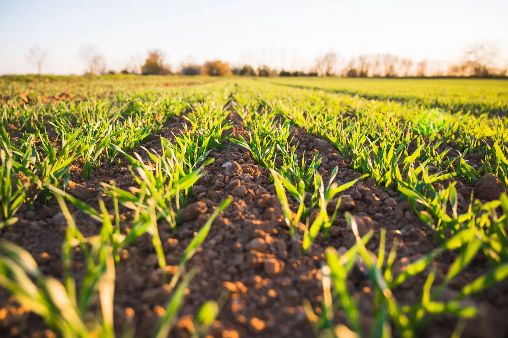 Agricultura mais competitiva sem esquecer a sustentabilidade