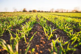 CAP: Estado não pode "proclamar metas" para agricultura biológica sem apoios