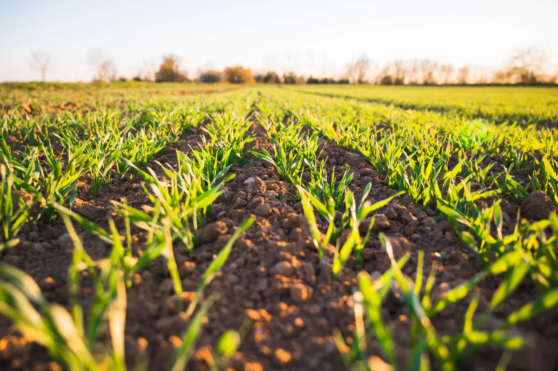 As autoridades portuguesas identificaram 1152 presumíveis vítimas de tráfico em 2016-2020, a maioria das quais exploradas no setor agrícola