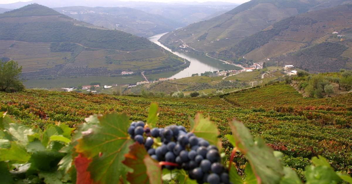 Empresas de Vinho do Porto pedem mais uma destilação de crise